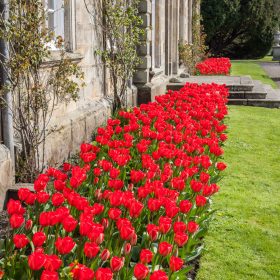  Wallington Tulips